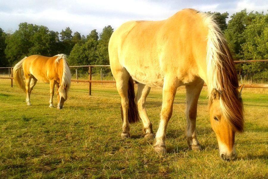 Schroederhof Lägenhet Unterluss Exteriör bild